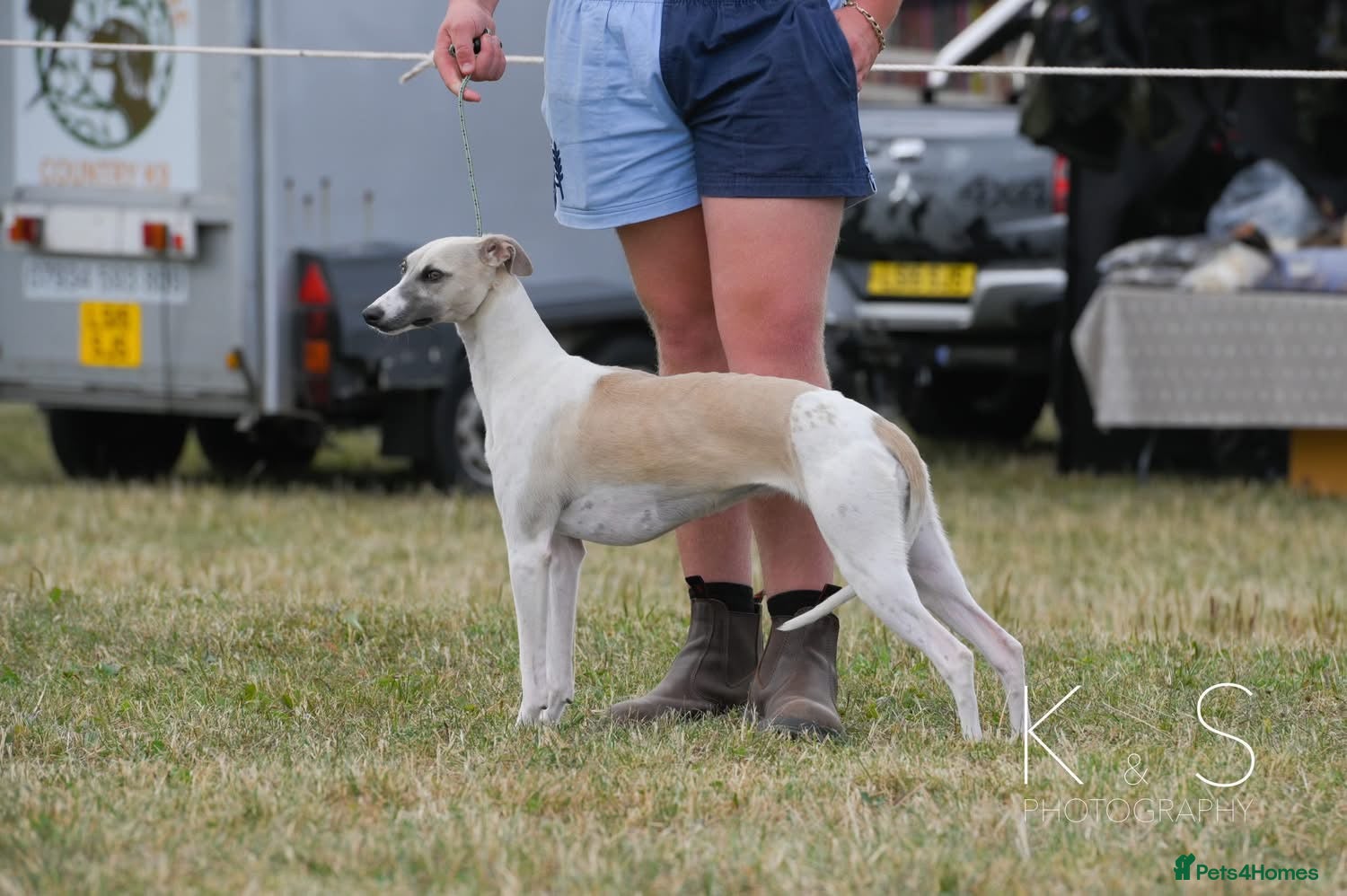 Whippet dogs Female Fawn Parti Whippet - Advert 5