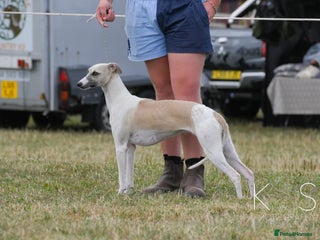 Whippet dogs Female Fawn Parti Whippet - Advert 5