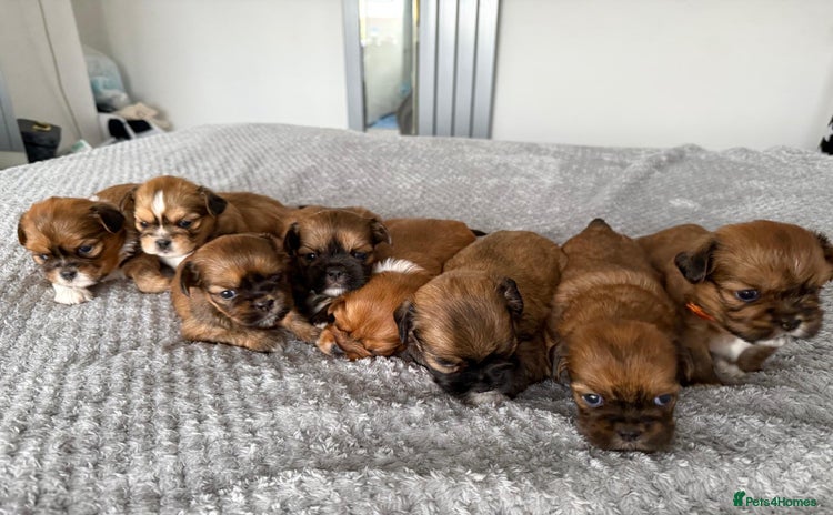 Lhasa Apso dogs - Advert 15