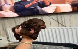 Cocker Spaniel dogs for sale: Cocker spaniel puppies  in Peterlee - Image 14