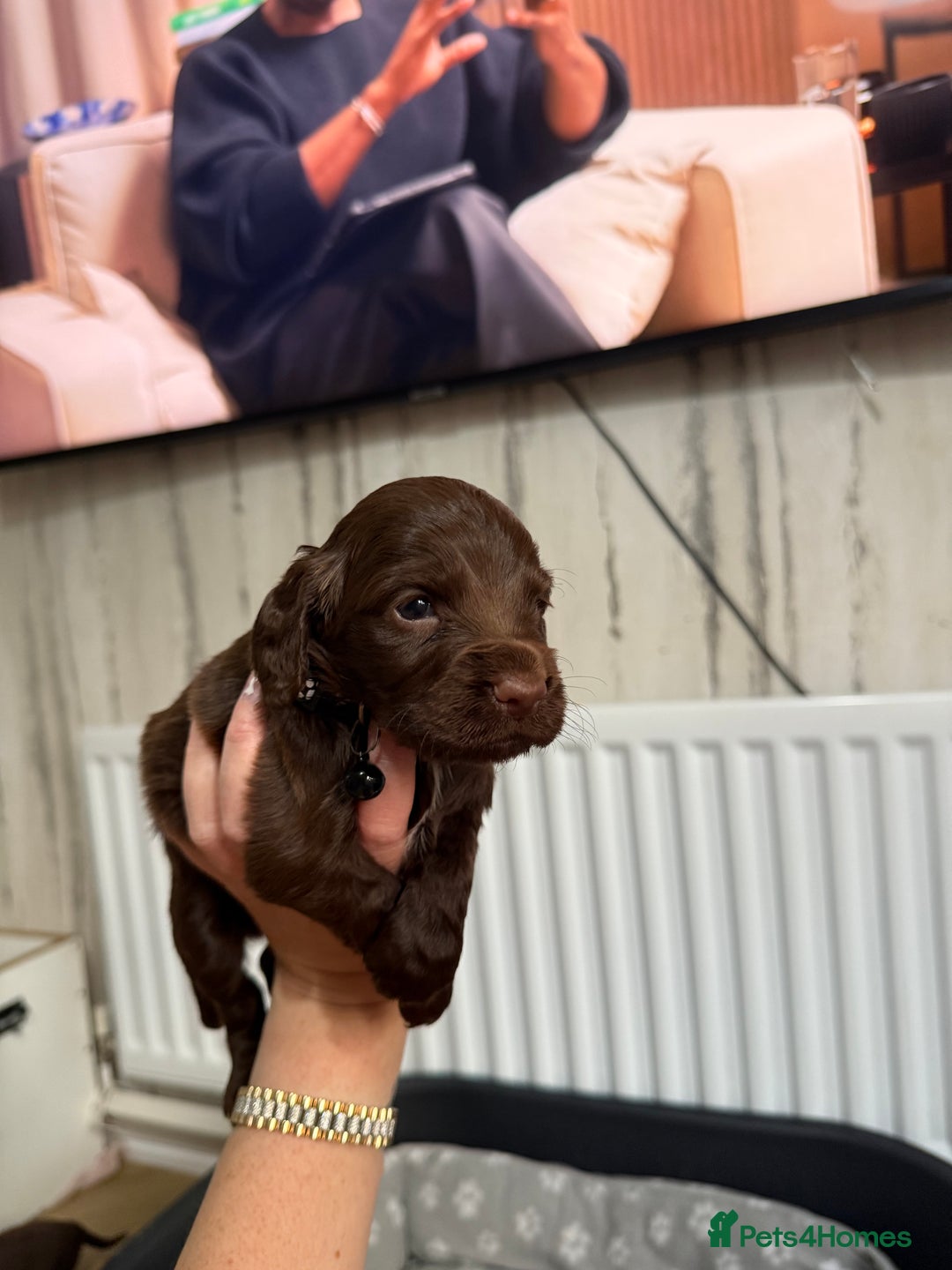 Cocker Spaniel dogs for sale: Cocker spaniel puppies  in Peterlee - Image 14