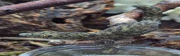 Bearded Dragon reptiles for sale: Bearded dragon babies  - Advert 17