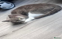 Mixed Breed cats for sale: 3 beautiful baby’s looking for their loving home  - Image 22