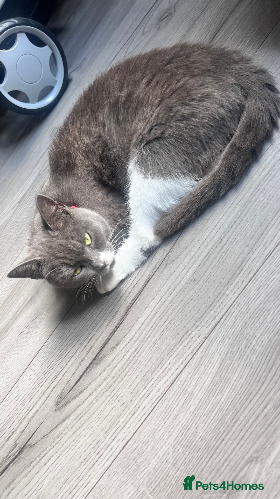 Mixed Breed cats for sale: 3 beautiful baby’s looking for their loving home  - Image 22