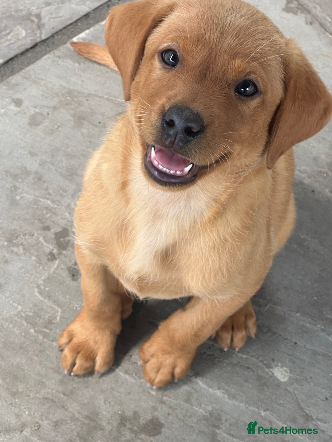 Labrador Retriever dogs for sale: Outstanding deep red Labrador puppies - Image 12