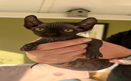 Sphynx cats for sale: Dwelf and Elf kittens - Image 8