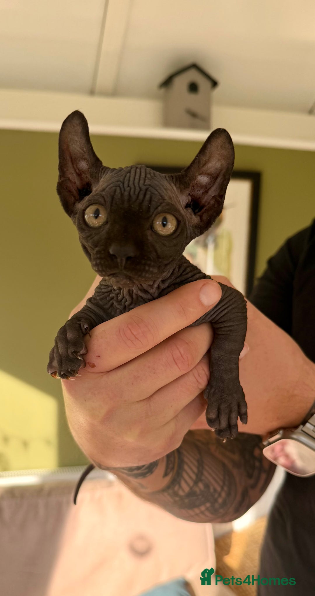 Sphynx cats for sale: Dwelf and Elf kittens - Image 8