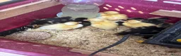 Ducks poultry for sale: Pure breed ducklings in Barnsley - Advert 7