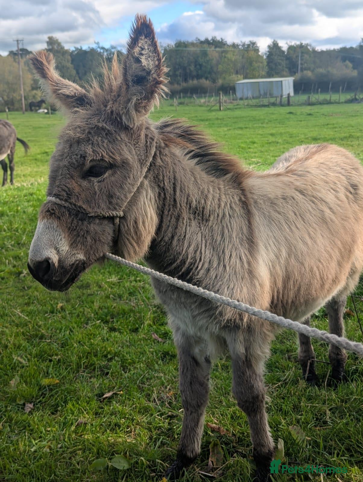 Donkey livestock for sale: Male Donkey Foal for Sale - Advert 3