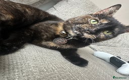 Domestic Shorthair cats for sale: 1yr old tortoiseshell looking for a loving home - Image 7