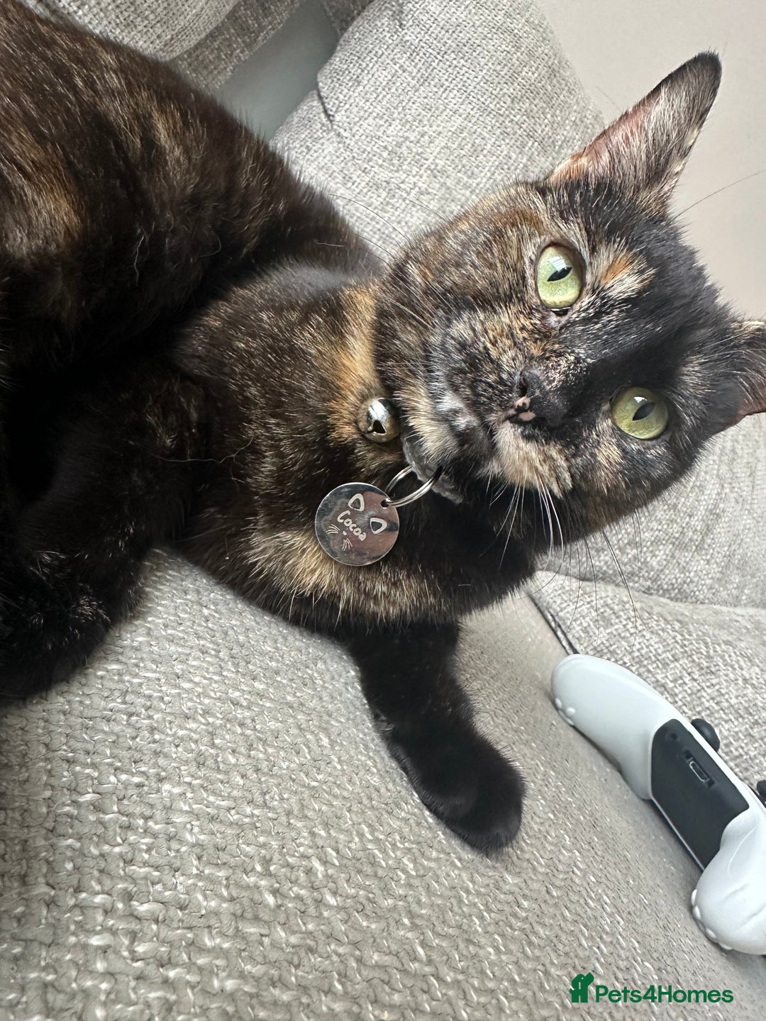 Domestic Shorthair cats for sale: 1yr old tortoiseshell looking for a loving home - Image 7
