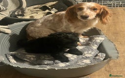 Cockapoo dogs for sale: F1 Cockapoo dog pup for sale  - Image 4