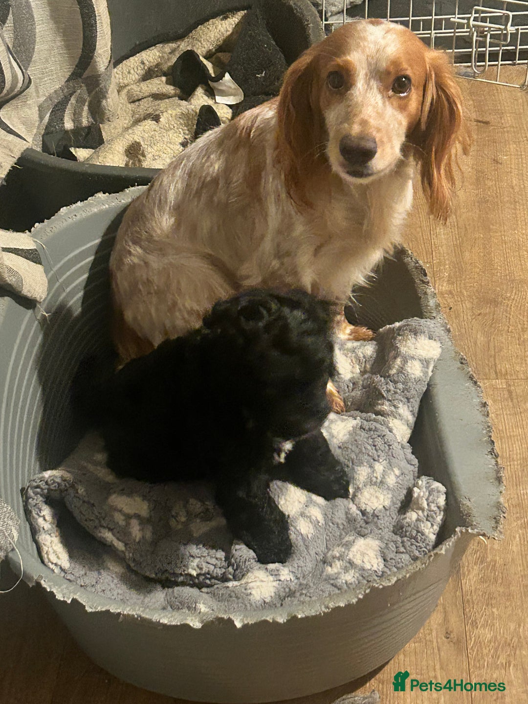 Cockapoo dogs for sale: F1 Cockapoo dog pup for sale  - Image 4