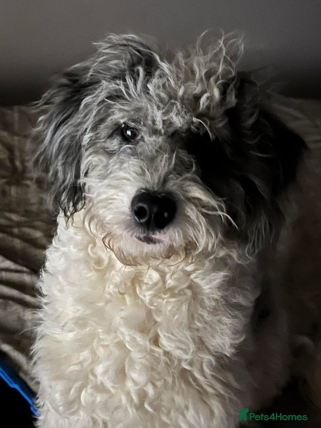 Bordoodle dogs for sale: F1 & F1b Bordoodle pups expected - Advert 11