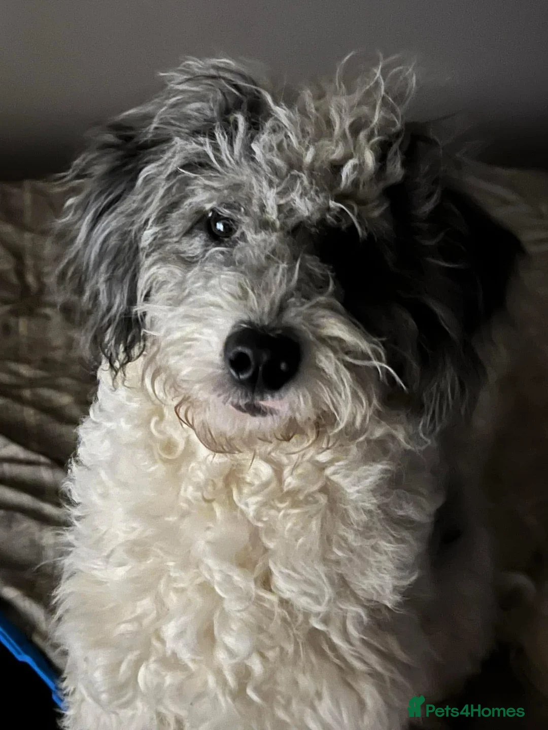 Bordoodle dogs for sale: F1 & F1b Bordoodle pups expected - Advert 11