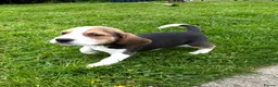 Beagle dogs for sale: Quality Foot Beagle Puppies - Advert 18