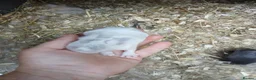 Mini Lop rabbits for sale: Waiting list for new bundles of joy  - Advert 7
