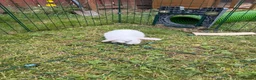 Dwarf Lop rabbits for sale: Dwarf Lop Baby Bunnies  - Advert 17