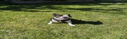 Mixed Breed dogs for stud: Healthy Strong Frenchie Cross Staffordshire Stud🐶 - Advert 5
