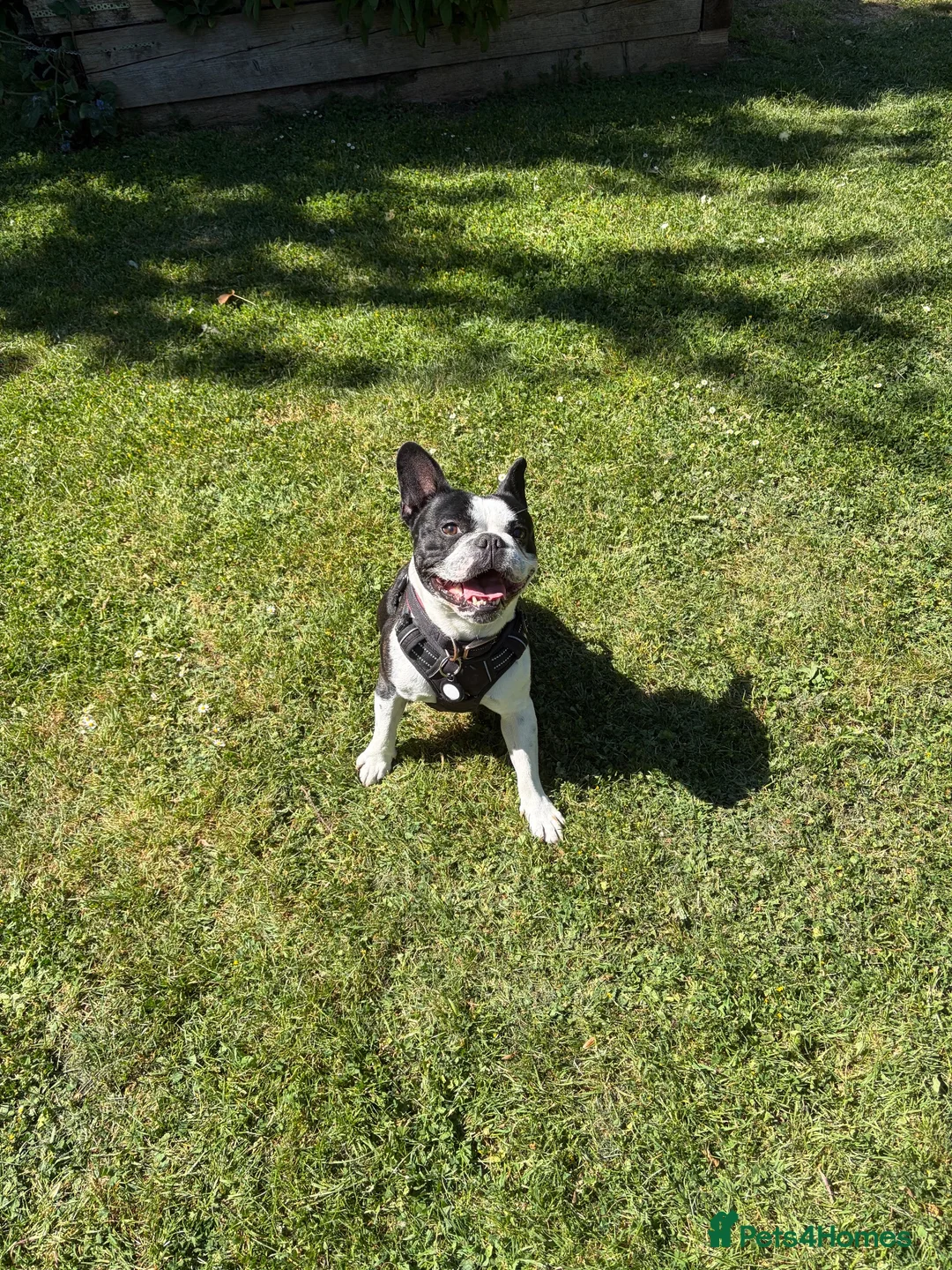 Mixed Breed dogs for stud: Healthy Strong Frenchie Cross Staffordshire Stud🐶 - Advert 5