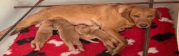 Labrador Retriever dogs for sale: Fox red Labrador - Advert 18