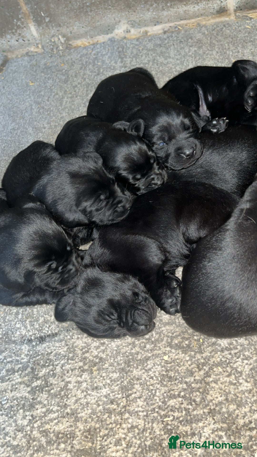 Labrador Retriever dogs for sale: READY NOW.Beautiful black KC registered Labradors  - Advert 15