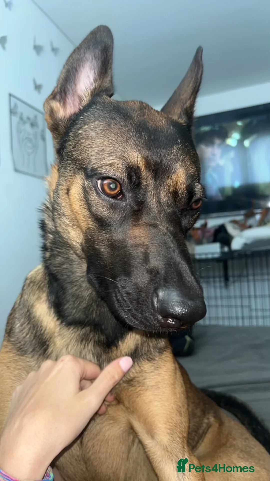 Belgian Shepherd Dog dogs for sale: Nova  - Advert 4