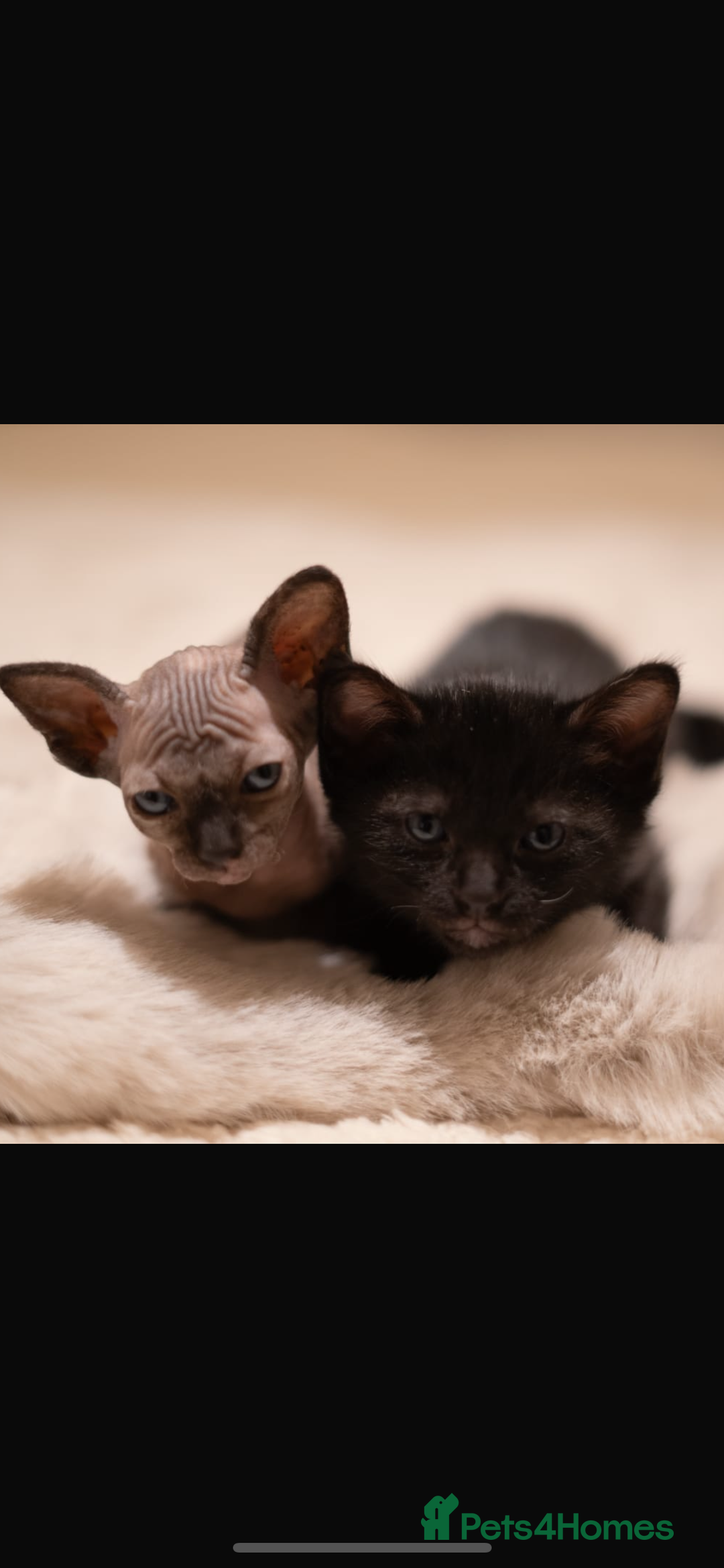 Sphynx cats for sale: Beautiful Sphynx cross orinetal kittens  - Advert 37