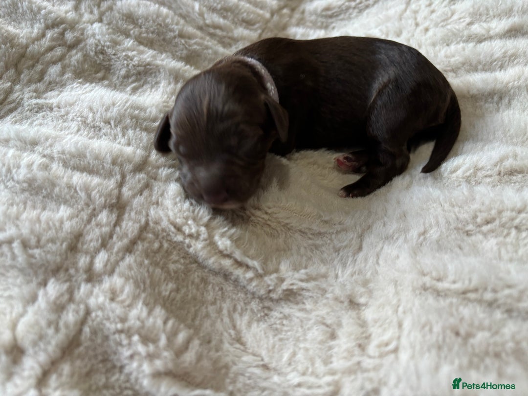 Cockapoo dogs for sale: 🍫🐶 F1b Chocolate Cockapoo Puppies🐶🍫  - Image 25