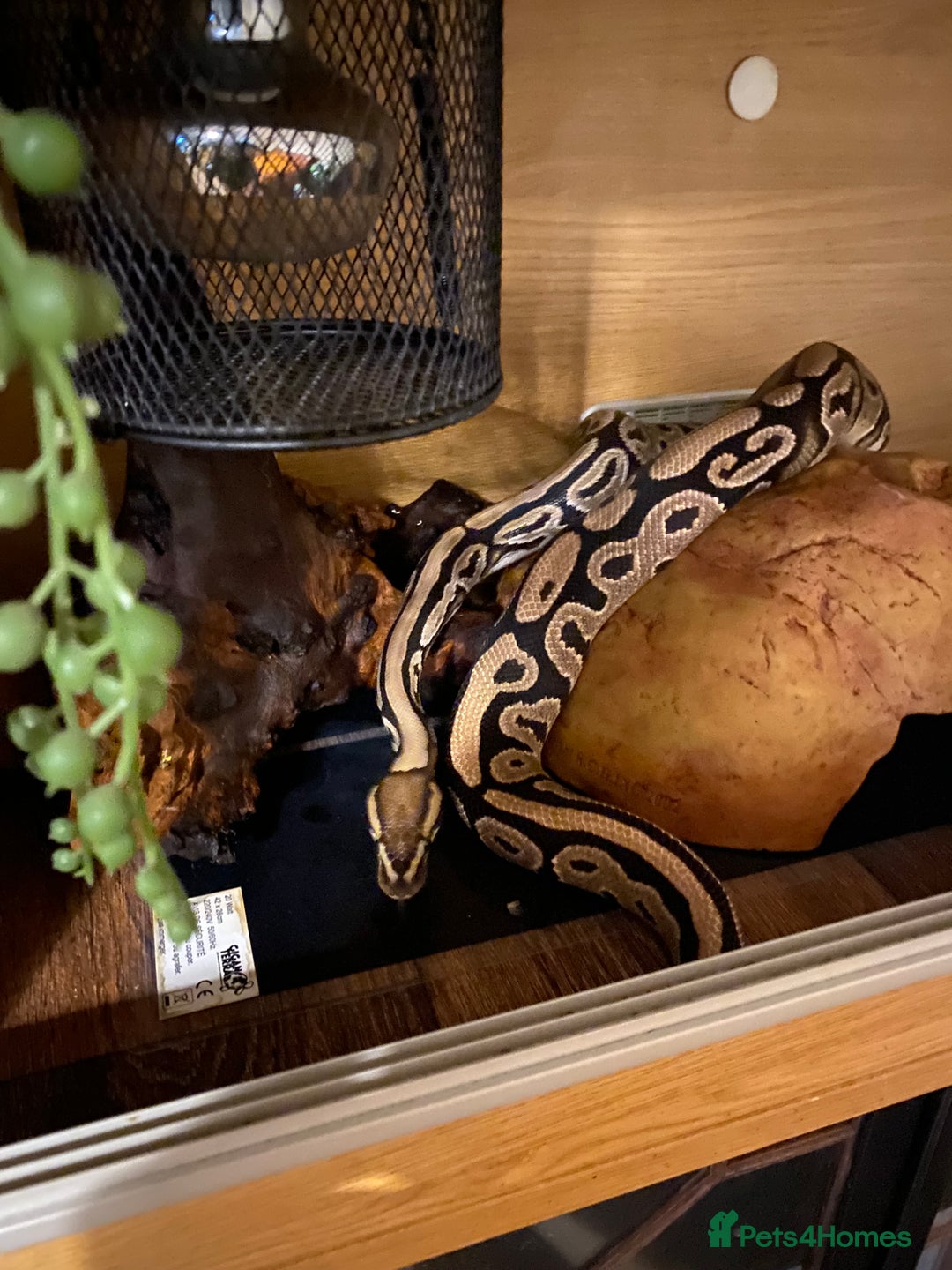 Python Snake reptiles for sale: Ball python 3 years old  - Image 5