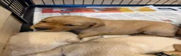 Goldador dogs for sale: Labrador X Retriever puppies   - Advert 5