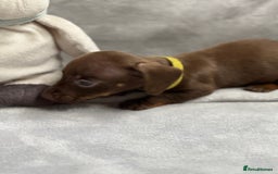 Miniature Dachshund dogs for sale: Miniature dachshund  - Image 12