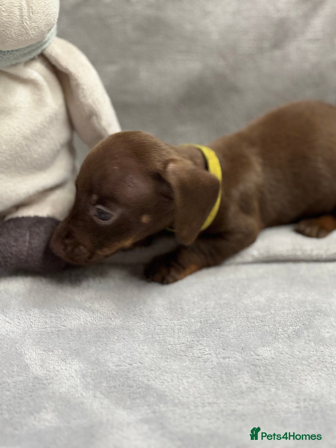 Miniature Dachshund dogs for sale: Miniature dachshund  - Image 12