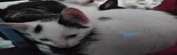 Mixed Breed cats for sale: Black and white kittens  - Advert 6