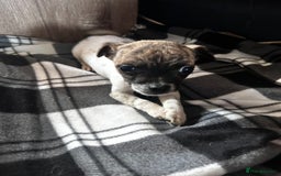 Jack Russell dogs for sale: Beautiful Jack Russell pups for sale  in Stoke-on-Trent - Image 1