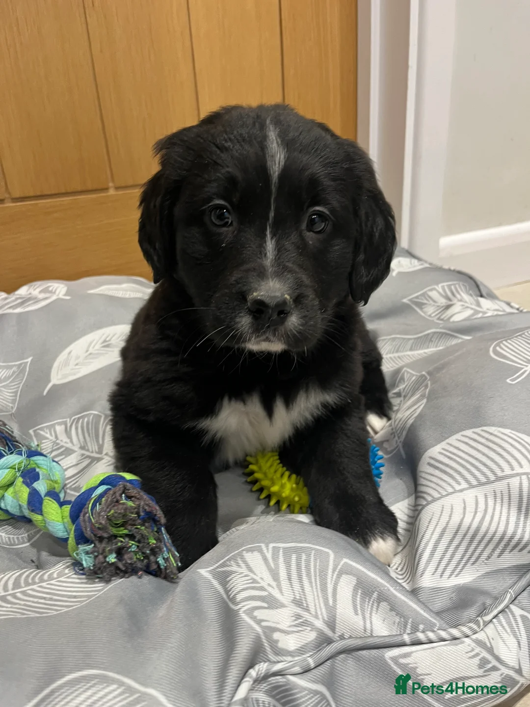 Golden Retriever dogs for sale: Beautiful Bernese Mountain Dog x Golden Retrievers - Advert 31