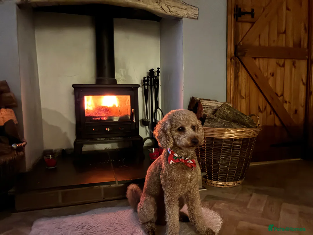 Miniature Poodle dogs for stud: Stud only red miniature toy poodle in Denbigh - Advert 11