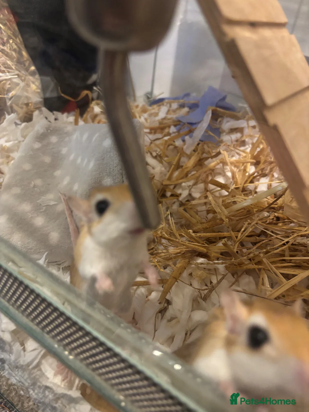 Gerbil rodents for sale: Female gerbils in Newcastle - Advert 1