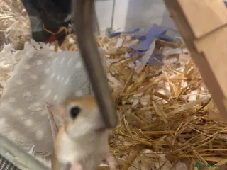 Gerbil rodents Female gerbils - Advert 1