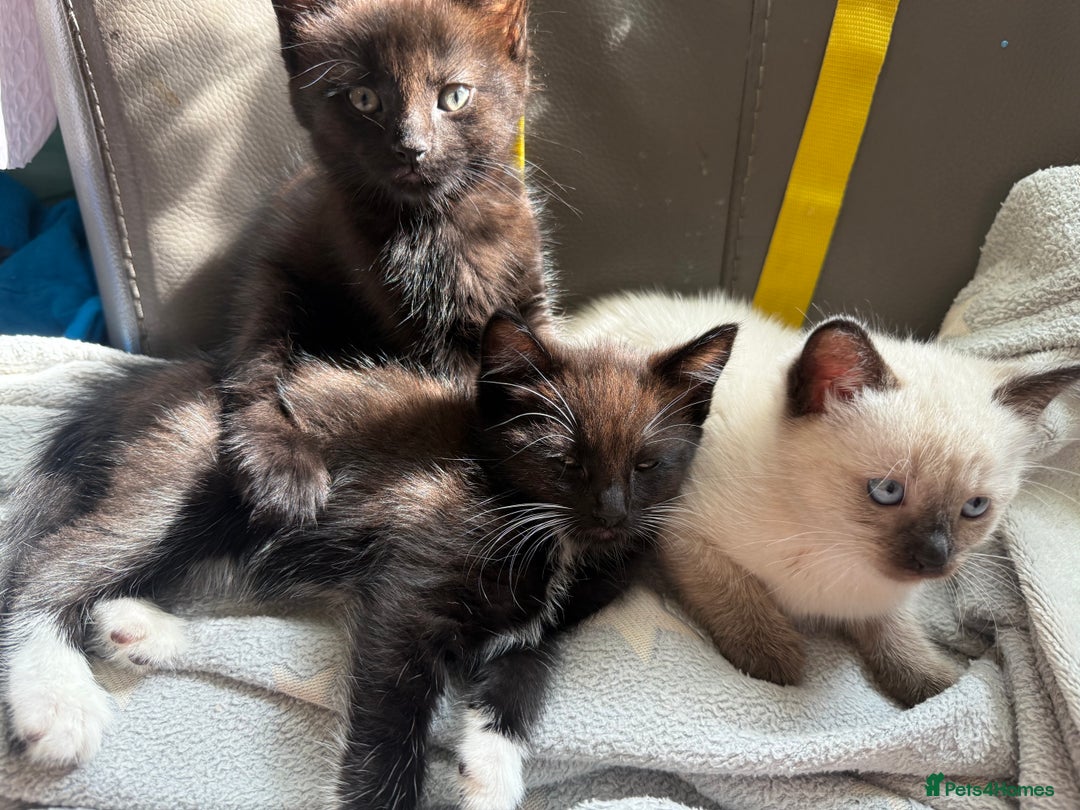 Mixed Breed cats for sale: tuxedo ghost tabby kittens - Image 14
