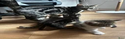 Domestic Shorthair cats for sale: Cute playful kittens ready for loving homes in London - Advert 2