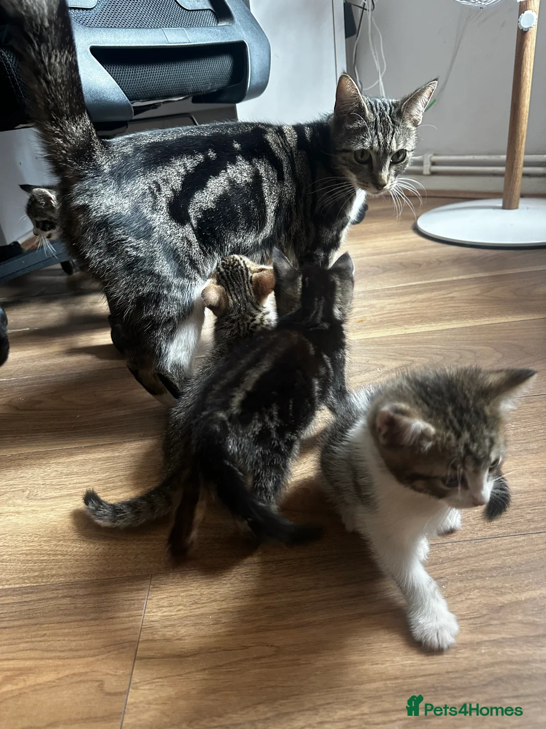 Domestic Shorthair cats for sale: Cute playful kittens ready for loving homes in London - Advert 2