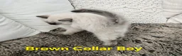 Ragdoll cats for sale: Adorable Ragdoll kittens looking for loving homes! - Advert 12