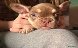 French Bulldog dogs for sale: 5 beautiful female French bulldogs for sale - Image 2