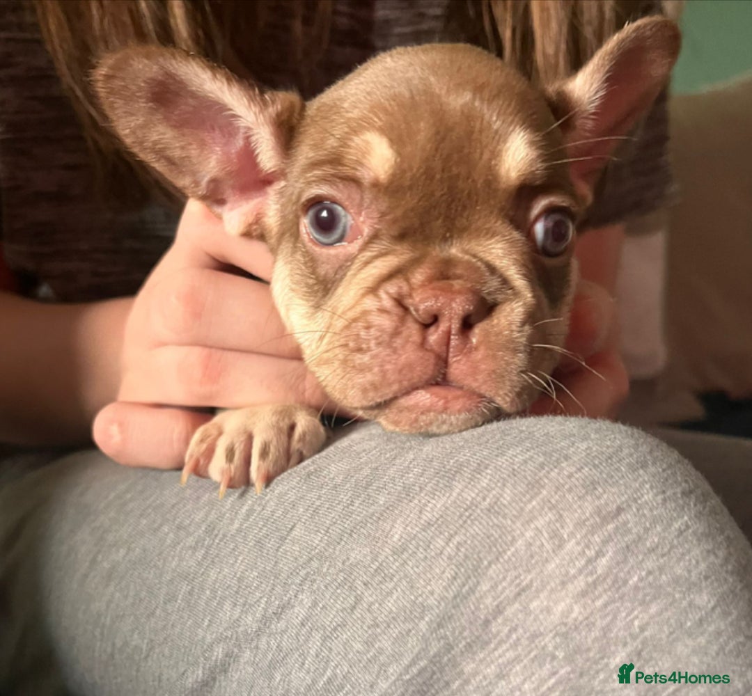 French Bulldog dogs for sale: 5 beautiful female French bulldogs for sale - Image 2