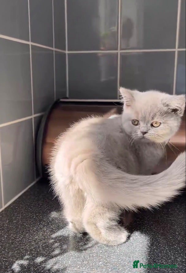 British Shorthair cats GCCF Imperial Grand Champion Parent & Grandparent - Advert 13