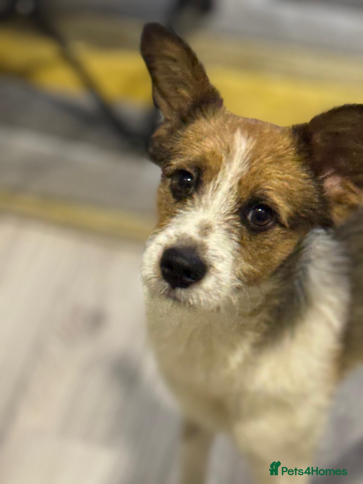 Mixed Breed dogs Gorgeous Antonio looking for love - Advert 1