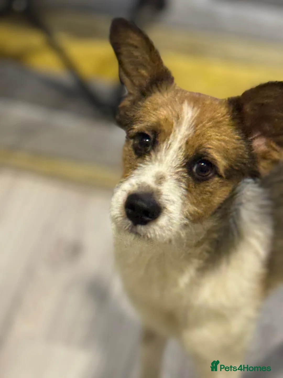 Mixed Breed dogs for adoption: Gorgeous Antonio looking for love - Advert 1