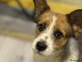 Mixed Breed dogs Gorgeous Antonio looking for love - Advert 1