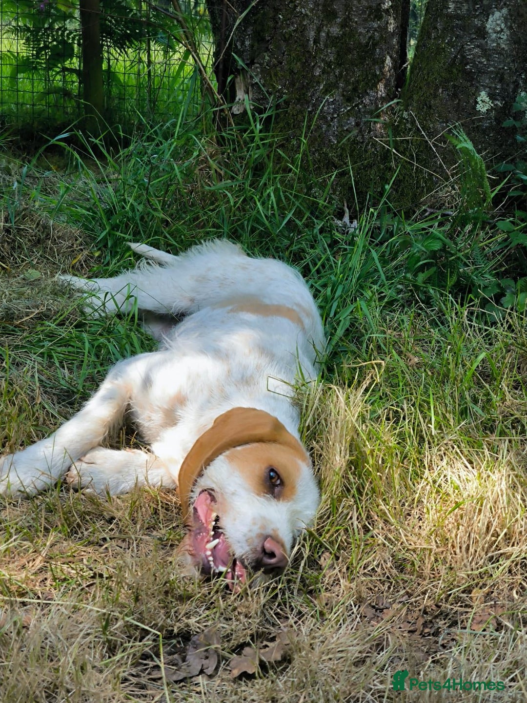 Mixed Breed dogs for adoption: Lovely Polly Griffon X looking for adoption - Advert 16